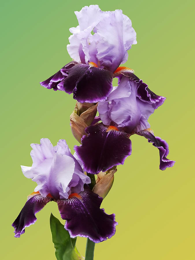 Iris 'Magic Man' photo